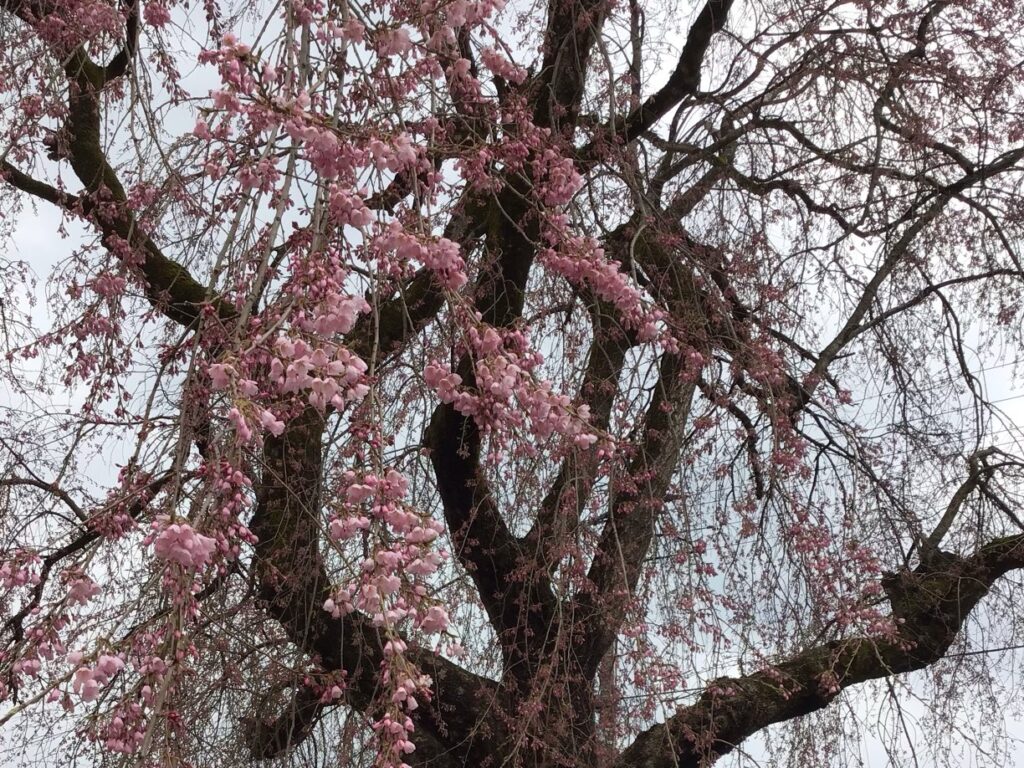 枝垂れ桜