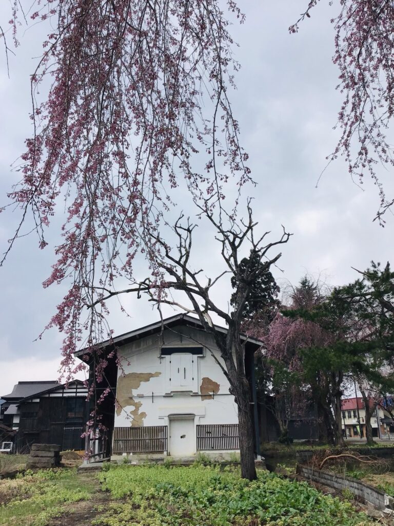 枝垂れ桜と外蔵